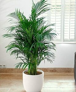 Areca-palms-Best-Indoor-Plants-India