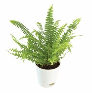 Ferns Plant