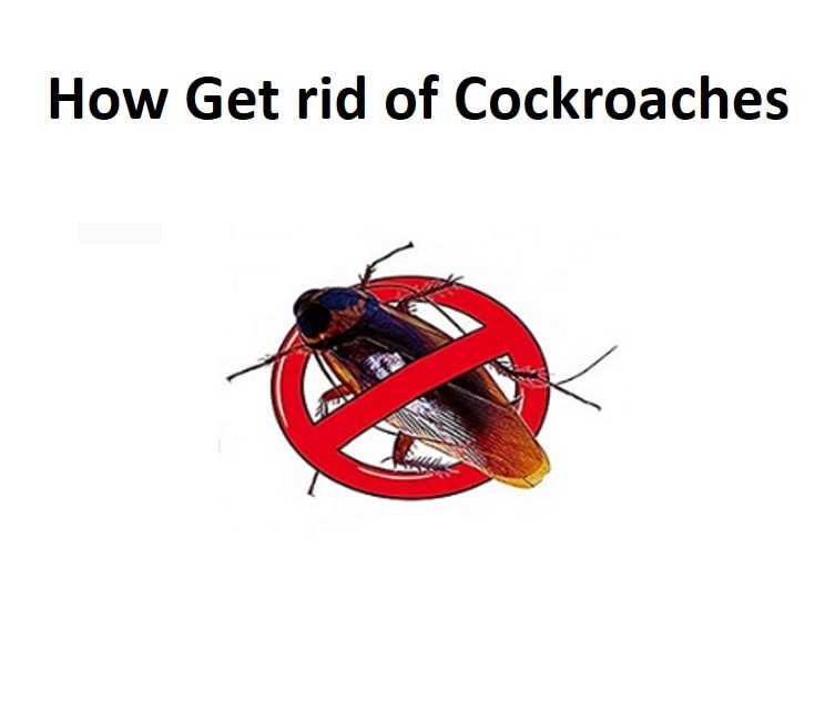 How To Get Rid Of Cockroaches: 5 Natural Ways That Work